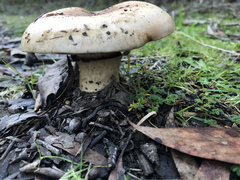 Leucopaxillus lilacinus