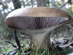Leucopaxillus lilacinus