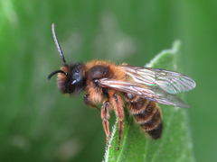 Andrena nigroaenea