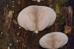 Crepidotus nephrodes