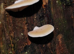 Crepidotus nephrodes