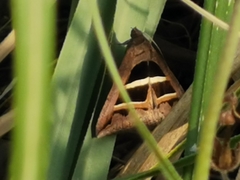 Grammodes bifasciata