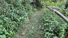 Broussonetia kaempferi