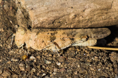 Trimerotropis topanga