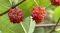 Broussonetia kaempferi