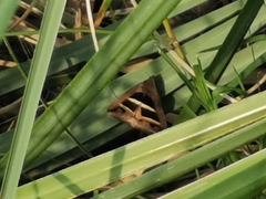 Grammodes bifasciata