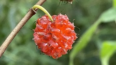 Broussonetia kaempferi