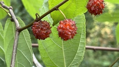 Broussonetia kaempferi