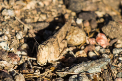 Trimerotropis topanga
