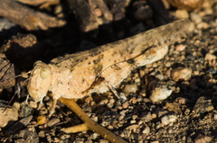 Trimerotropis topanga