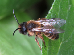 Andrena nigroaenea