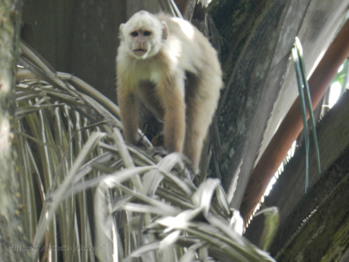 Río Cesar White-fronted Capuchin (Cebus cesarae) — Endangered Mammalia