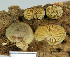 Simocybe pruinata