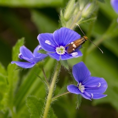 Cauchas leucocerella