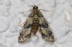 Elophila occidentalis