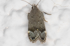 Anacampsis