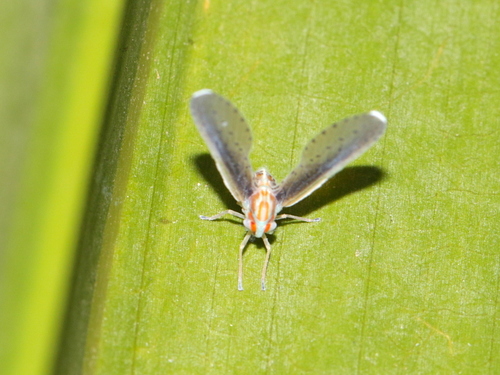 Lydda elongata observed 2021-05-29