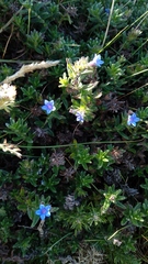 Glandora prostrata prostrata