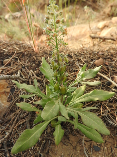 Reseda duriaeana (Reseda duriaeana)