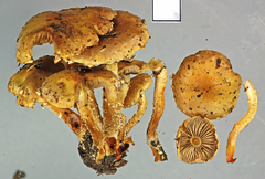 Pholiota subflammans