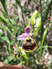 Ophrys fuciflora