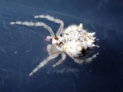 Ordgarius magnificus