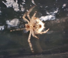 Ordgarius magnificus