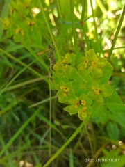 Euphorbia flavicoma