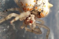 Ordgarius magnificus