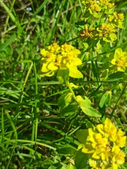 Euphorbia flavicoma