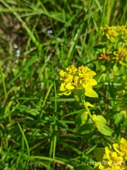 Euphorbia flavicoma