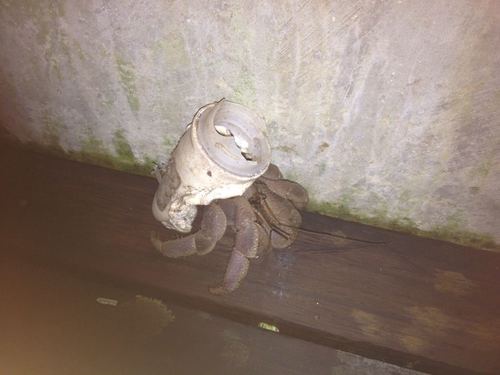 Photo of Short-handed Hermit Crab (Coenobita brevimanus)