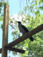 Corvus cornix