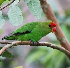Black-Winged Lovebird photo 3