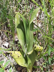 Himantoglossum hircinum