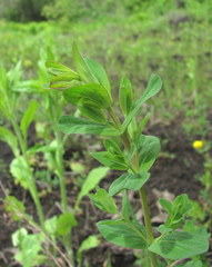 Hypericum perforatum
