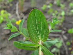 Hypericum perforatum