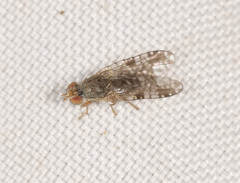 Austrotephritis bushi