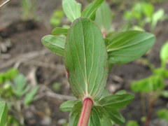 Hypericum perforatum