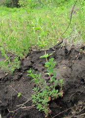 Hypericum perforatum