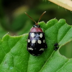 Alagoasa trifasciata