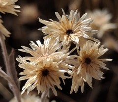 Pseudognaphalium thermale