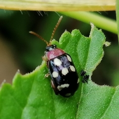 Alagoasa trifasciata