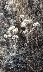 Pseudognaphalium thermale