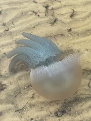 Catostylus