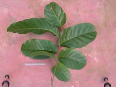 Sapindus