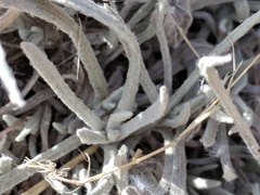 Pseudognaphalium thermale