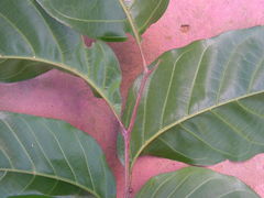 Sapindus