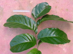 Sapindus