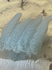 Catostylus